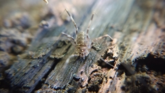 Opilio saxatilis