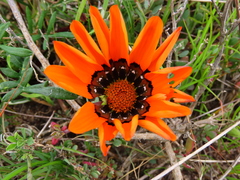 Gazania pectinata