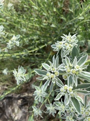 Euphorbia marginata