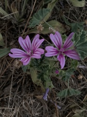 Malva sylvestris