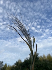 Panicum capillare
