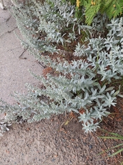Artemisia stelleriana