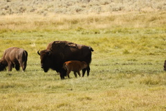 Bison bison