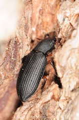 Haplandrus fulvipes