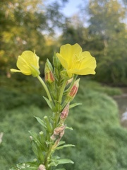 Oenothera biennis