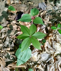 Medeola virginiana