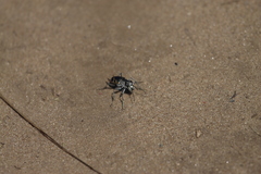 Cicindela formosa