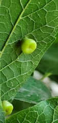 Pachypsylla