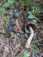 Psilocybe caerulescens