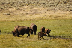 Bison bison