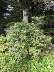 Vaccinium erythrocarpum