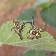 Thyene imperialis