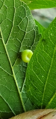 Pachypsylla