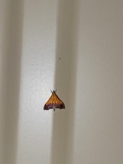 Pyrausta bicoloralis
