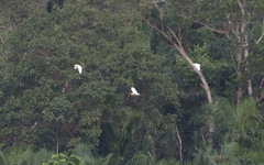 Bubulcus ibis coromandus