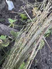 Panicum capillare