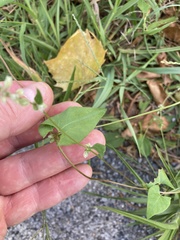Fallopia