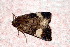 Tyta luctuosa