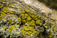 Candelariaceae