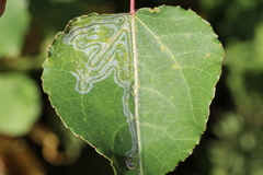 Phyllocnistis labyrinthella