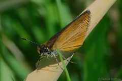 Ancyloxypha numitor