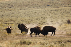Bison bison