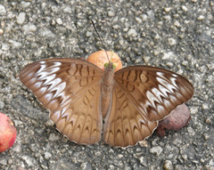 Tanaecia pelea