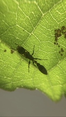 Pseudomyrmex gracilis