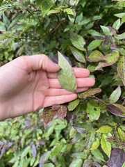 Vaccinium erythrocarpum