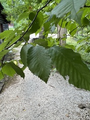 Carpinus caroliniana