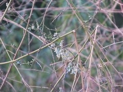 Melilotus albus