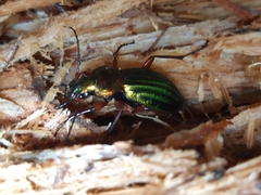 Carabus auronitens