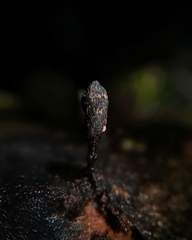 Xylaria