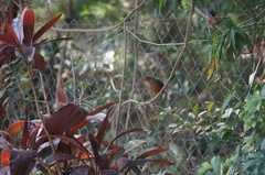 Turdus rufiventris