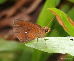 Iambrix salsala salsala