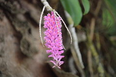 Dendrobium secundum