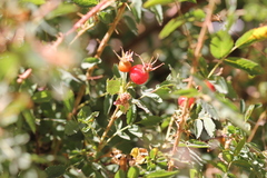 Rosa californica