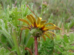 Arctotheca calendula