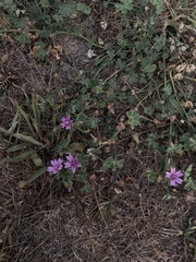 Malva sylvestris