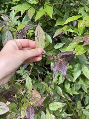 Vaccinium erythrocarpum