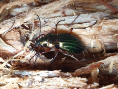 Carabus auronitens