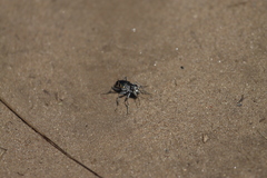 Cicindela formosa