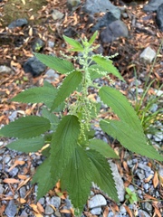 Urtica gracilis