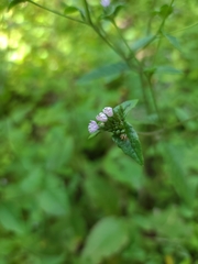 Elephantopus carolinianus