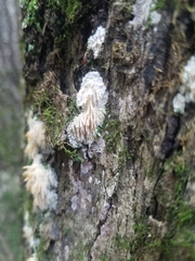 Radulomyces copelandii