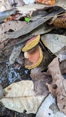 Hortiboletus