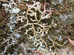 Selaginella denticulata