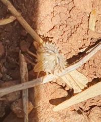 Ancyrosoma leucogrammes