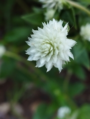 Gomphrena serrata