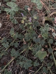 Malva sylvestris